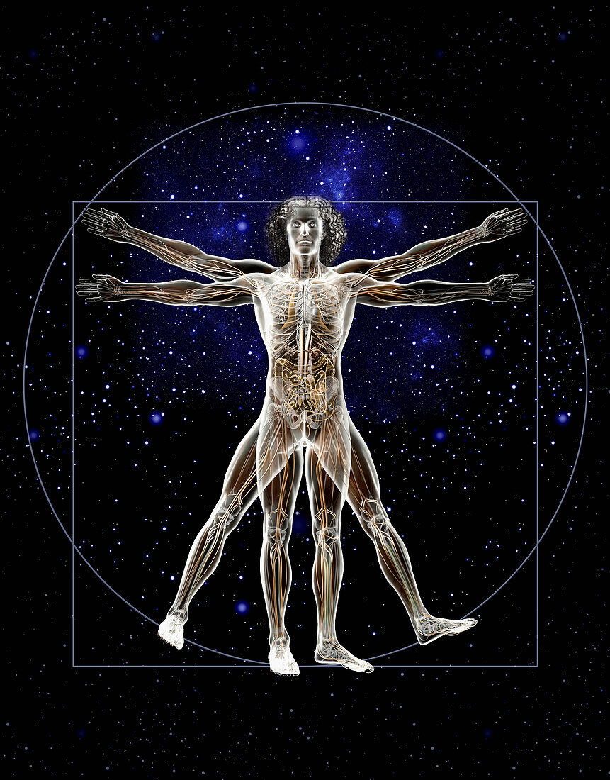 Vitruvian man, illustration