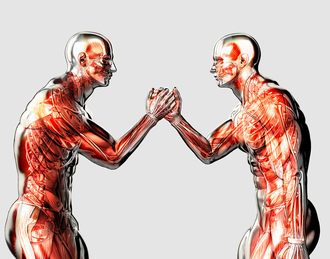 Male anatomical models arm wrestling, illustration