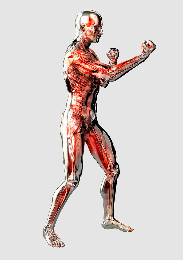 Male anatomical model in fighting stance, illustration