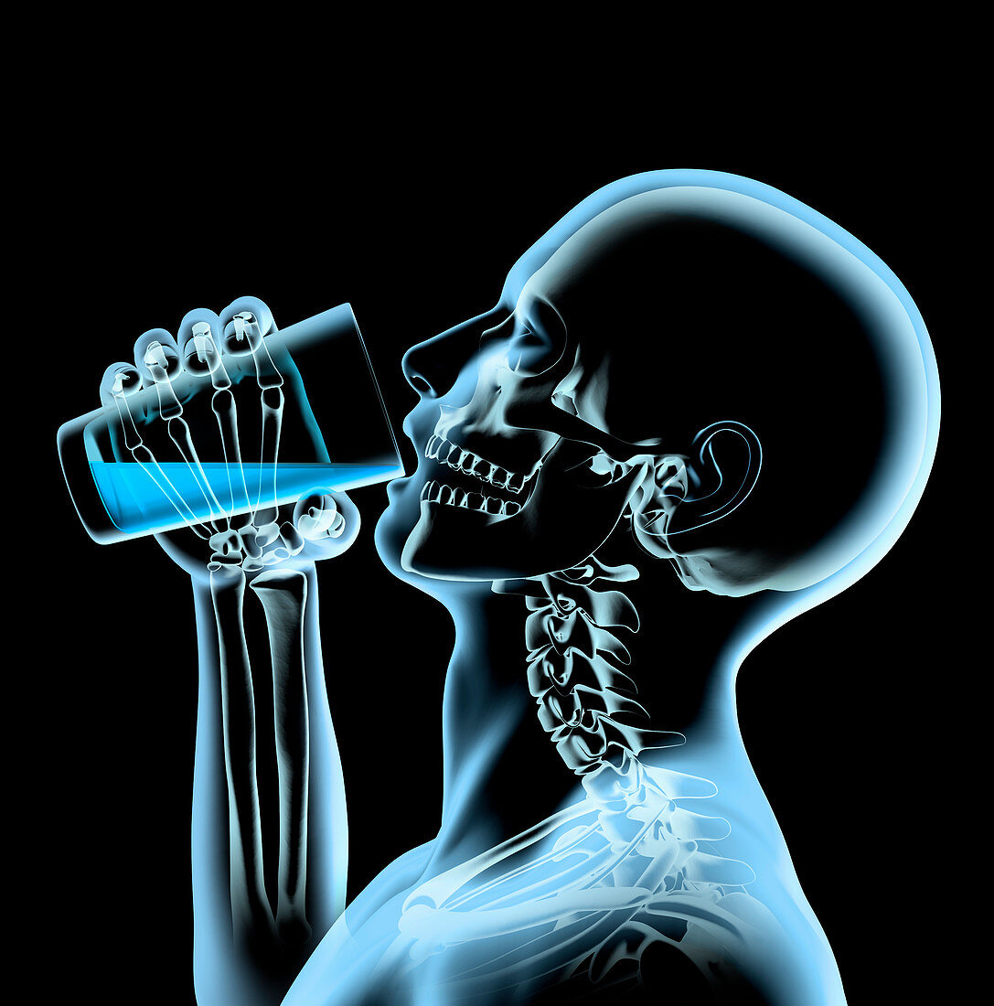 X-ray of man drinking from glass, illustration