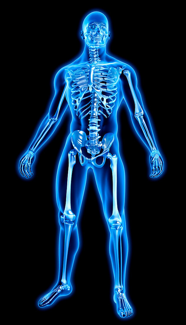 Human bones in blue anatomical model, illustration