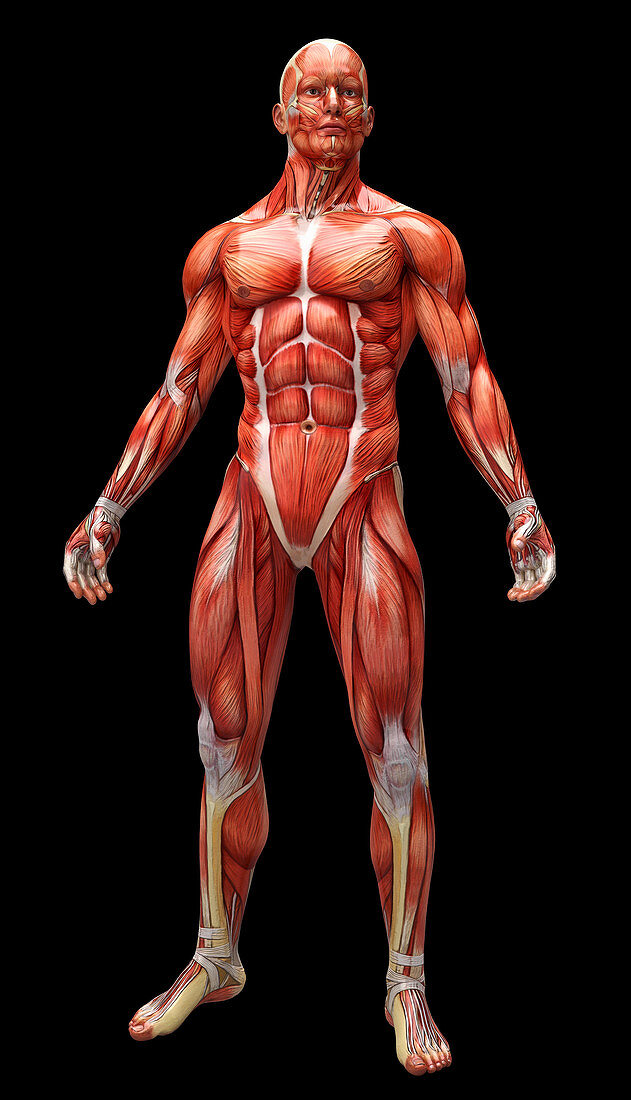 Human muscles and tendons, illustration