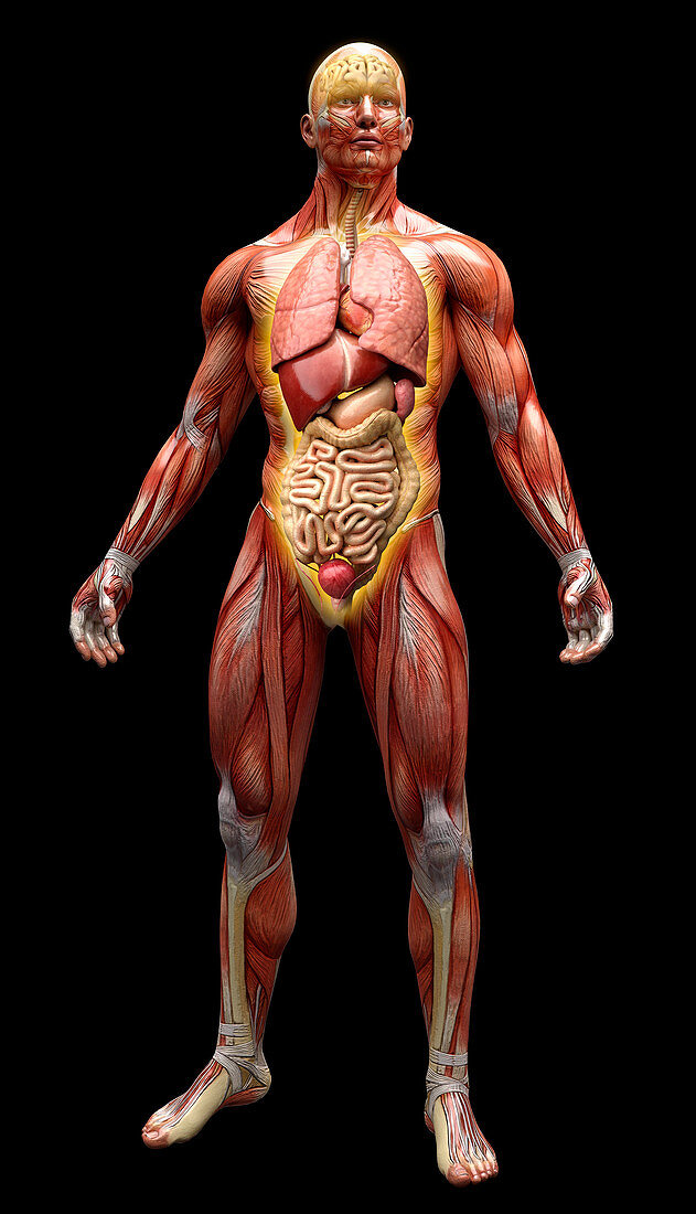 Human muscles, tendons and organs, illustration