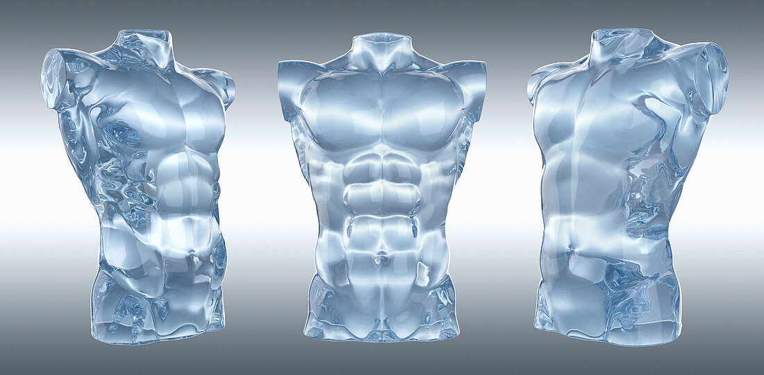 Three anatomical models of male torsos, illustration