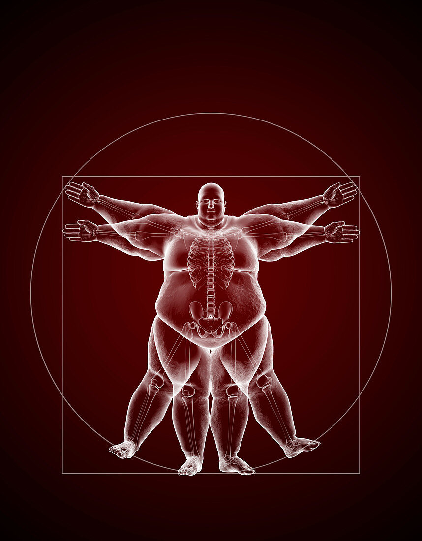Overweight Vitruvian Man, illustration