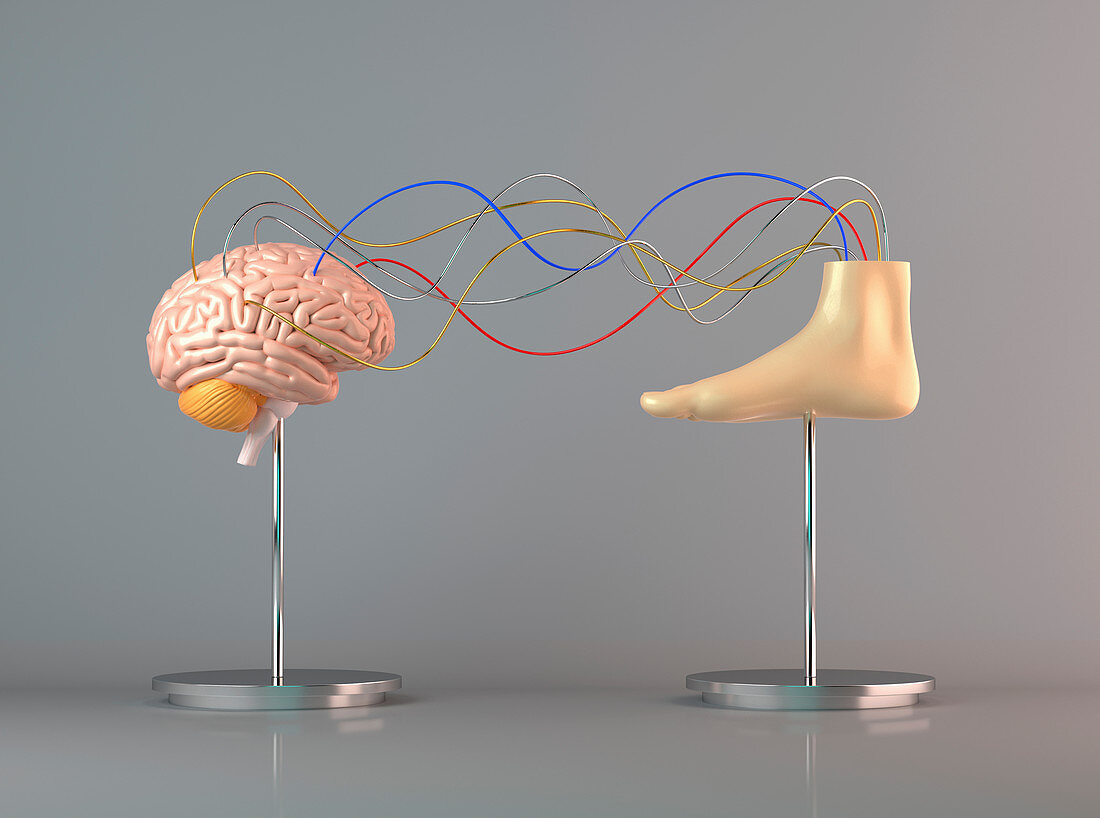 Cables connecting human brain to foot, illustration