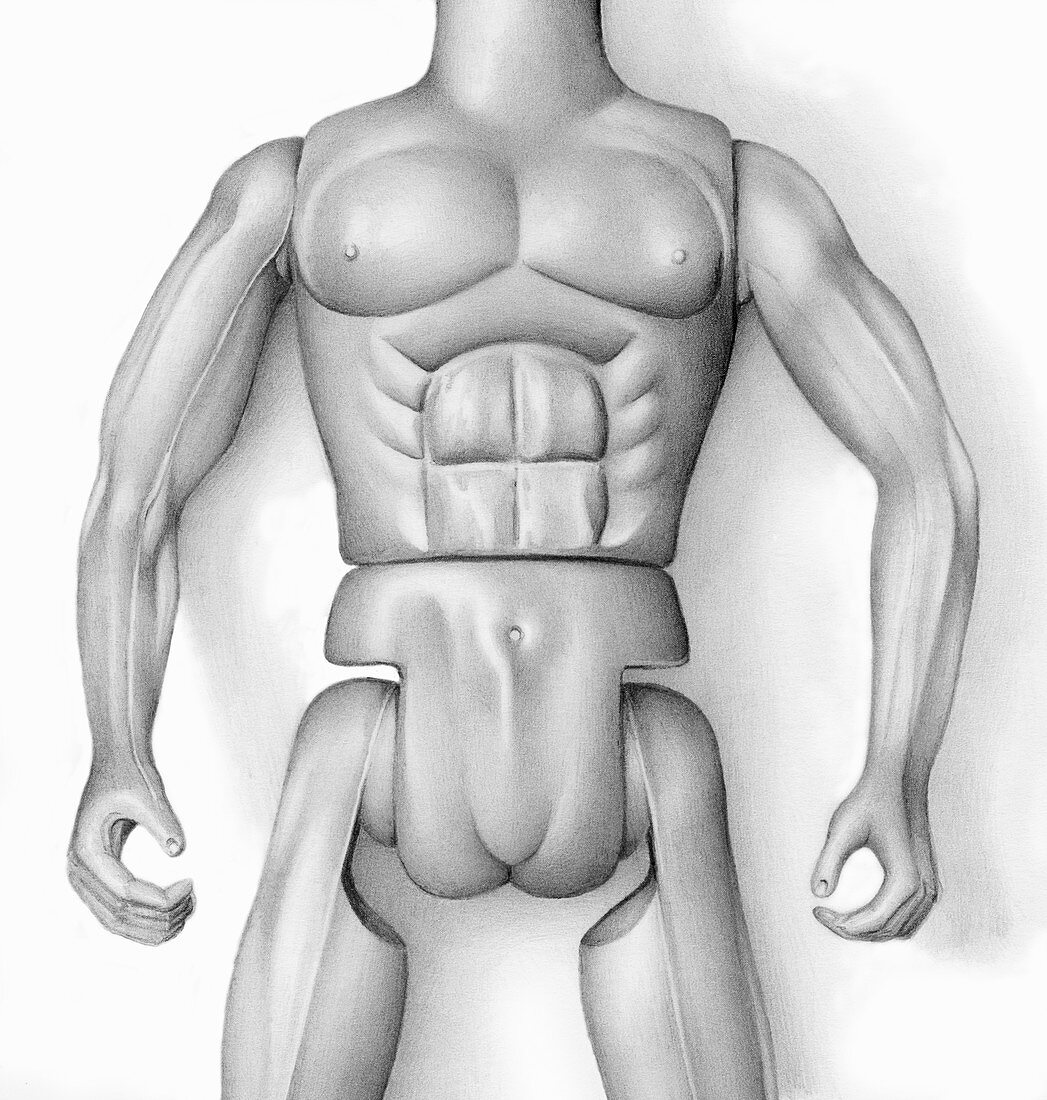 Muscular male torso, illustration