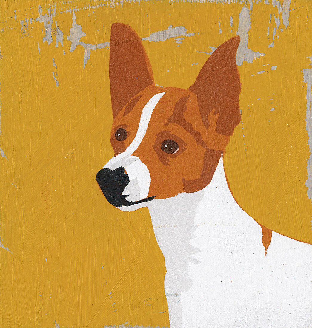 American Toy Terrier, illustration