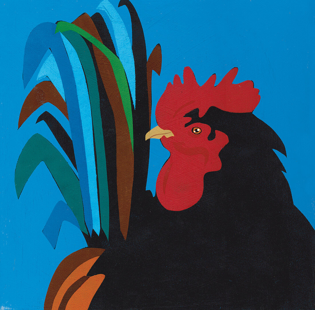 rooster, illustration