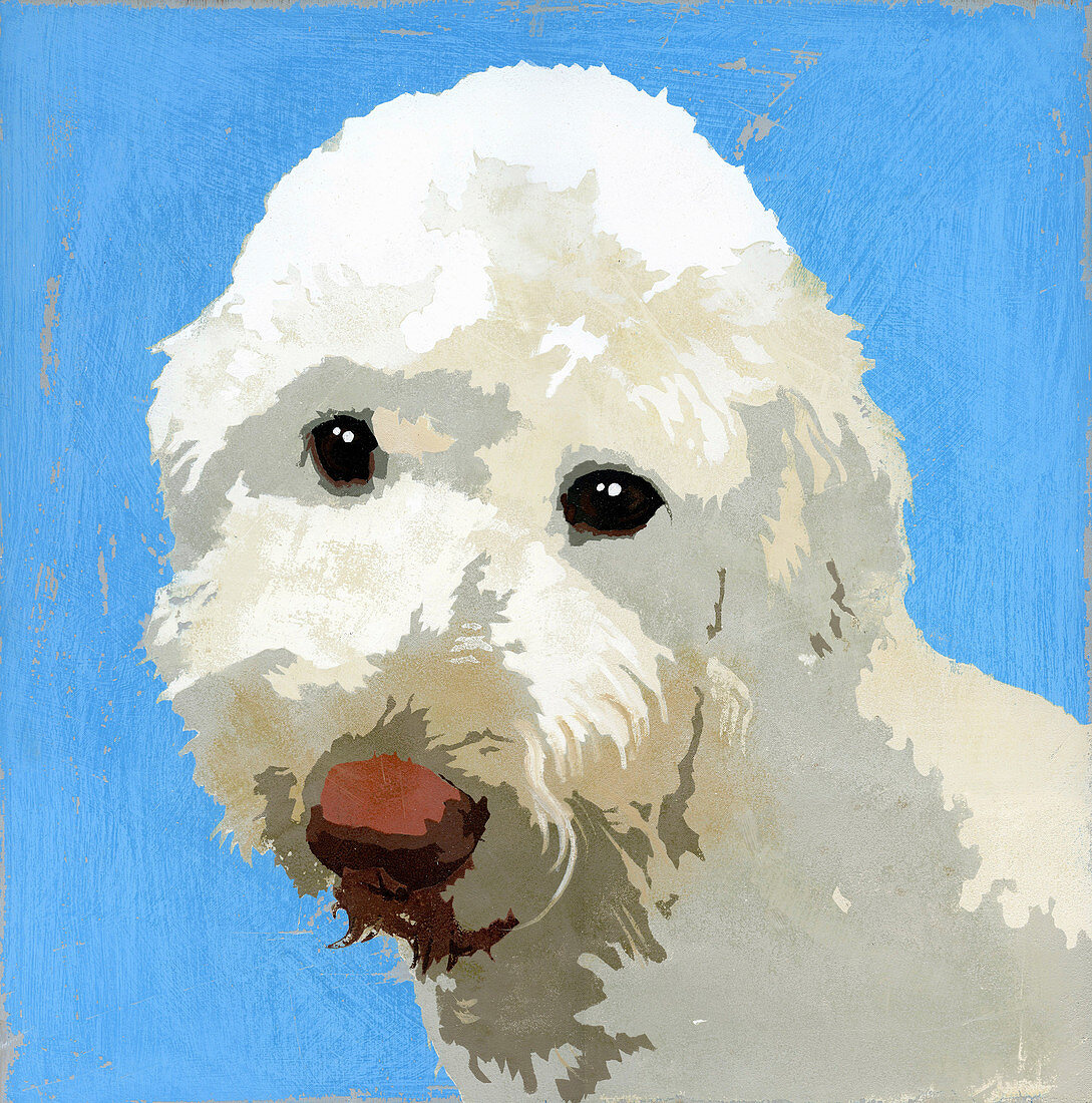 Labradoodle dog, illustration