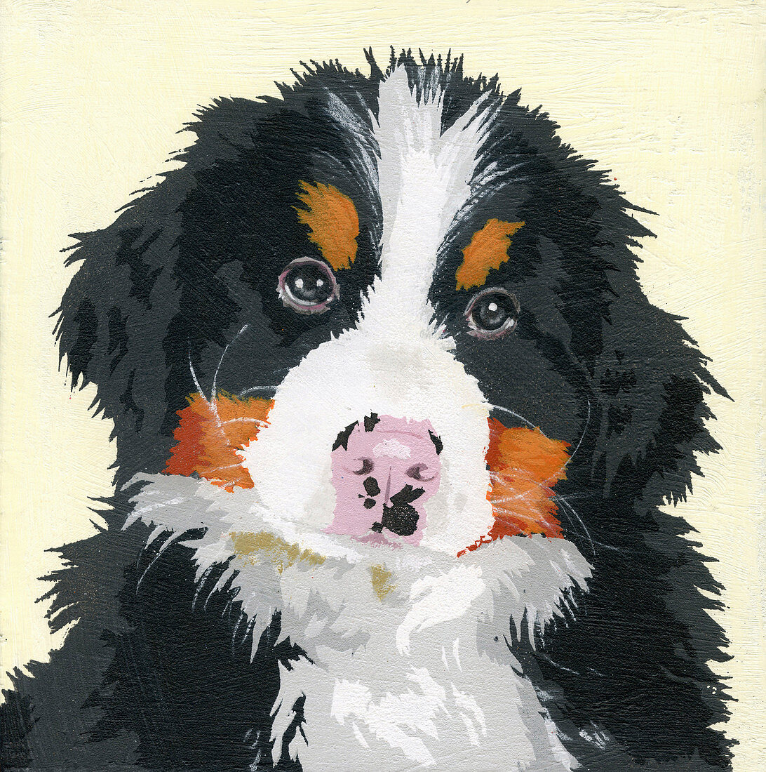 Bernese Mountain Dog puppy, illustration