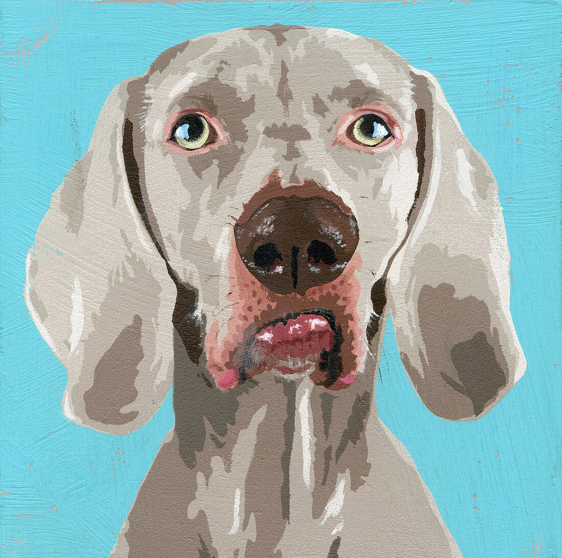Weimaraner dog, illustration