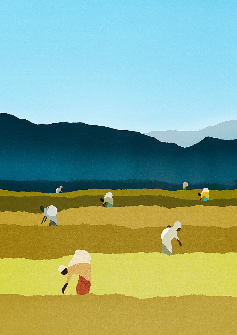 Farm workers bending in rural field, illustration