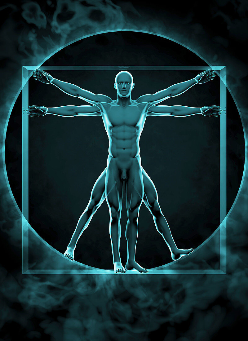 Vitruvian Man, illustration