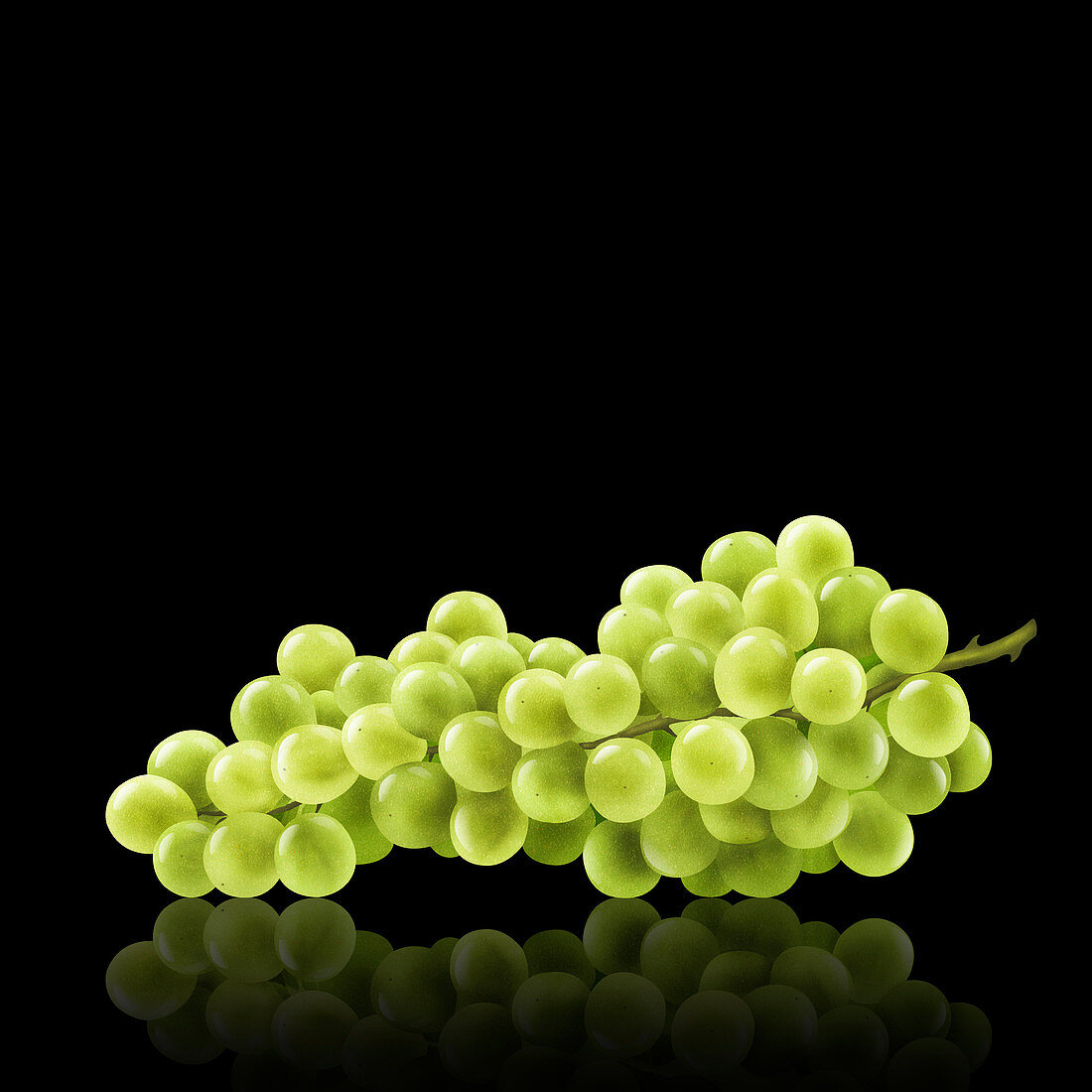 Bunch of white grapes, illustration