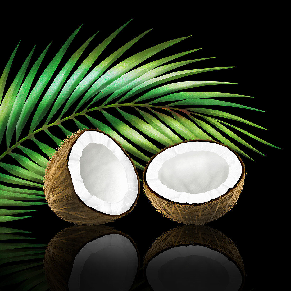 Coconut in two halves with coconut leaf, illustration