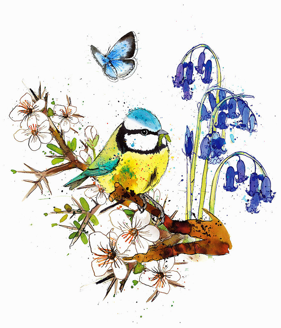 Blue tit sitting on blossom branch, illustration