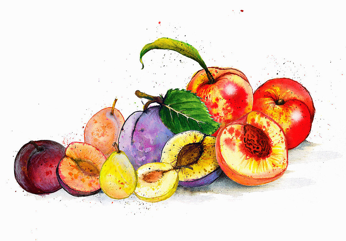 Still life variety of fruits, illustration