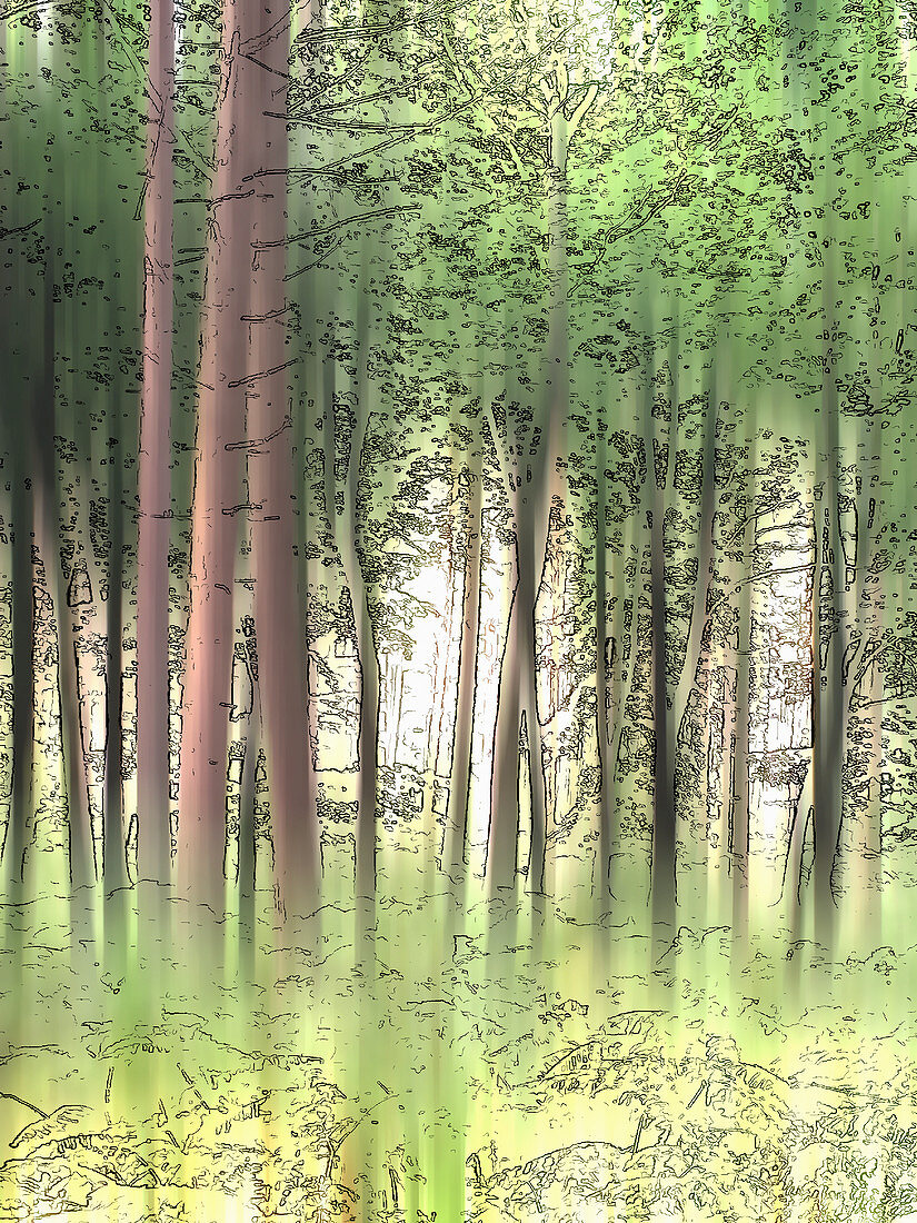 Woodland trees in summer, illustration