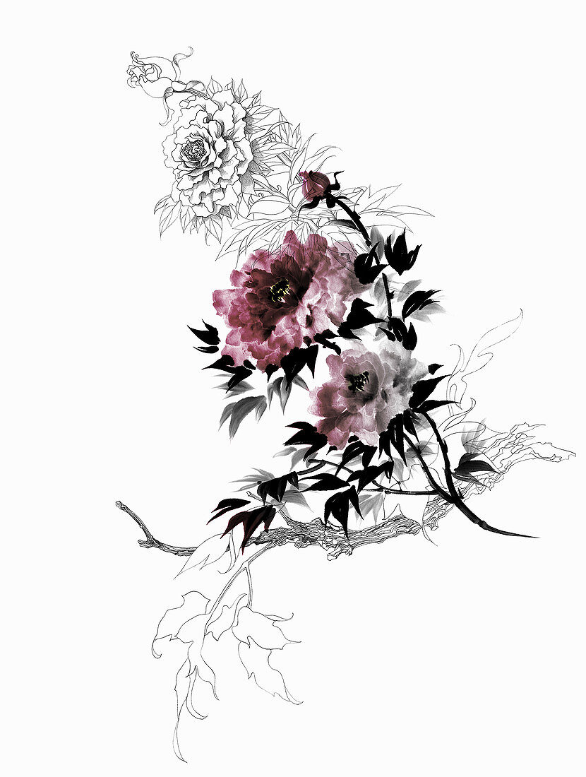 Roses and rosebuds on bush, illustration