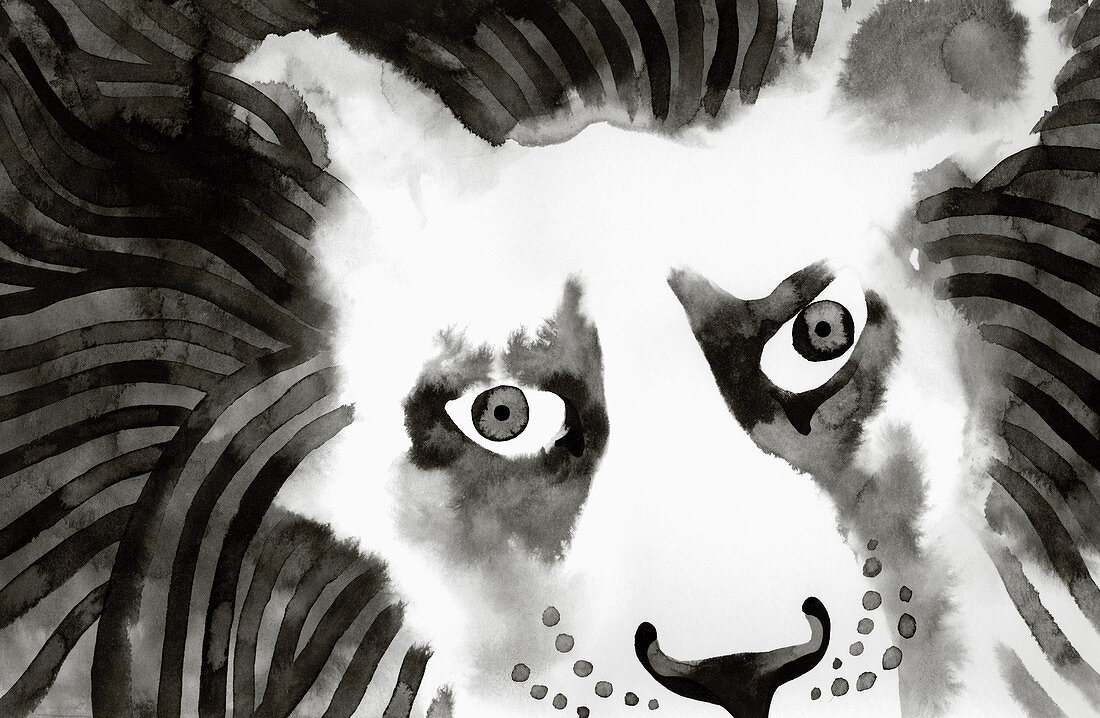 Close up of lion's face, illustration