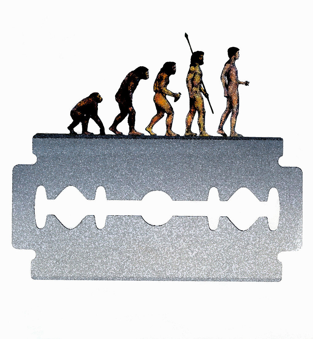 Sequence of human evolution along razor edge, illustration