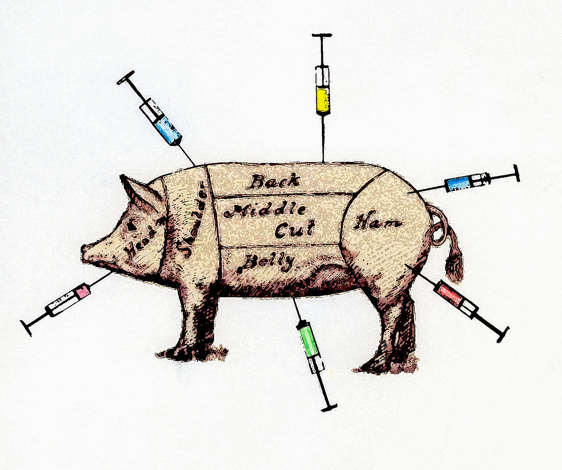 Antibiotics in livestock, illustration