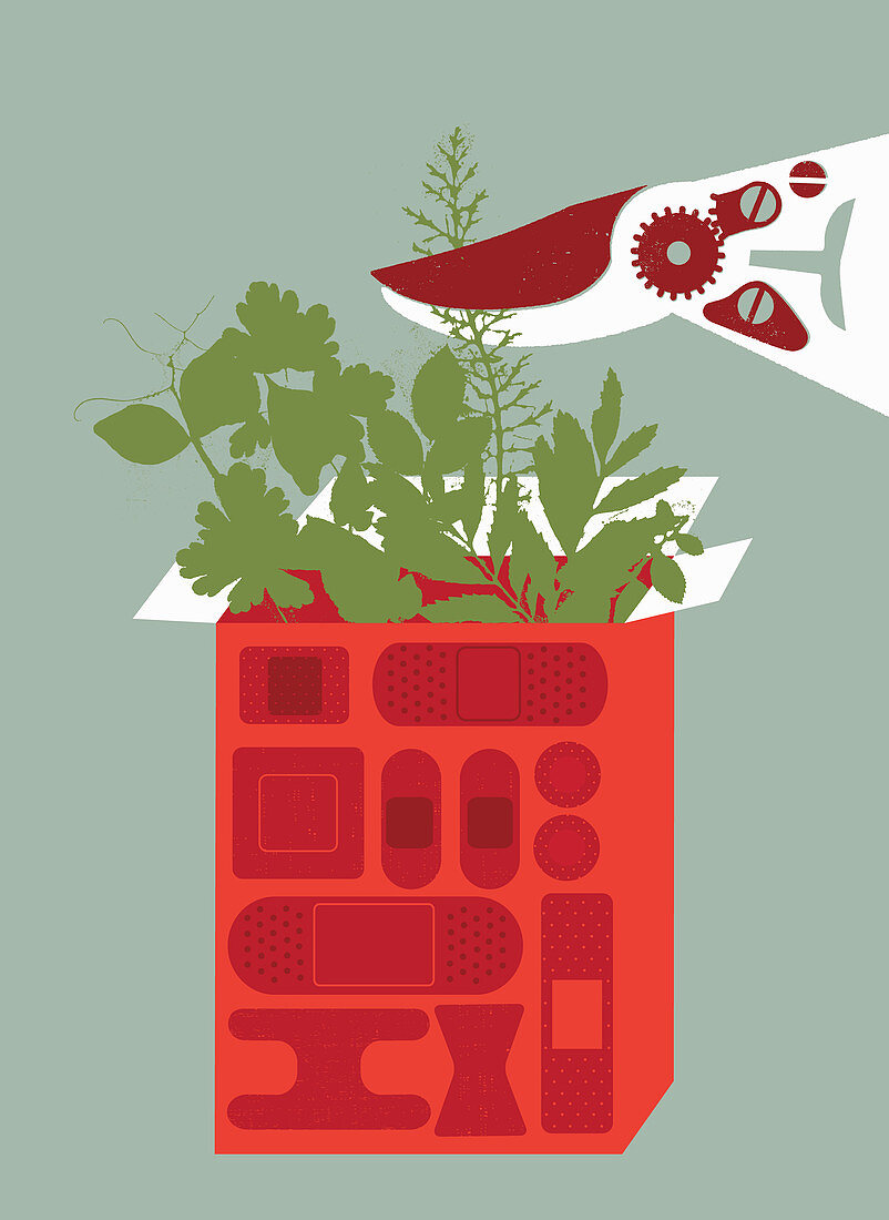 Clippers cutting plants growing in box, illustration
