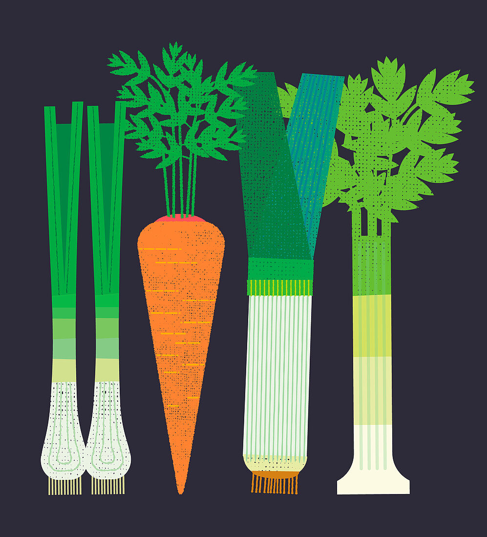 Fresh vegetables in a row, illustration