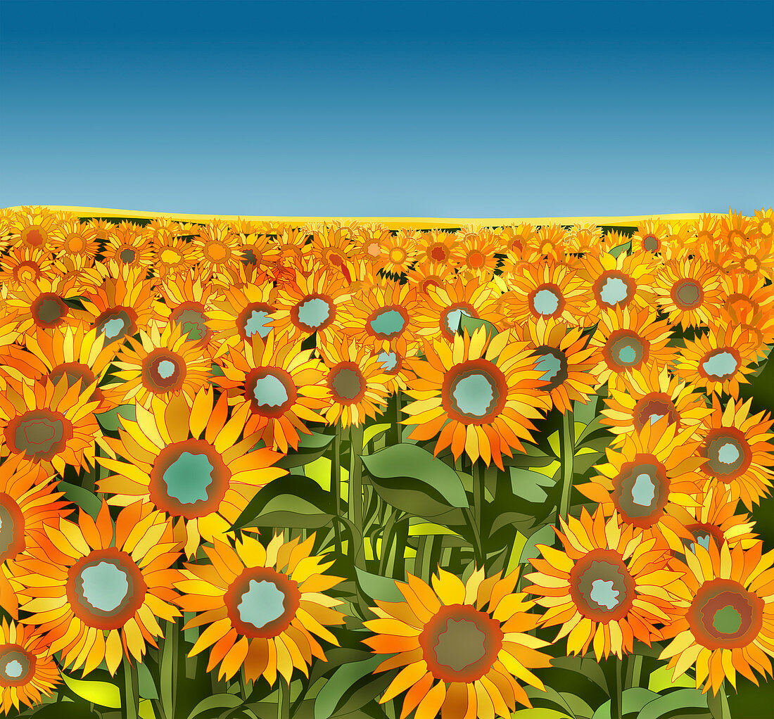Field of sunflowers, illustration