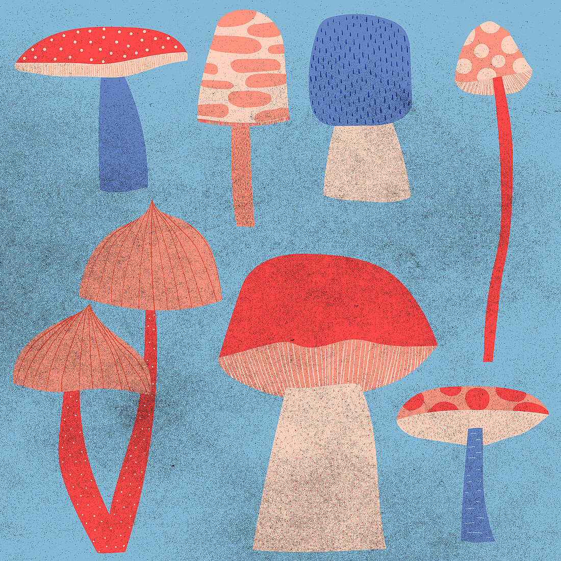 Collection of mushrooms, illustration