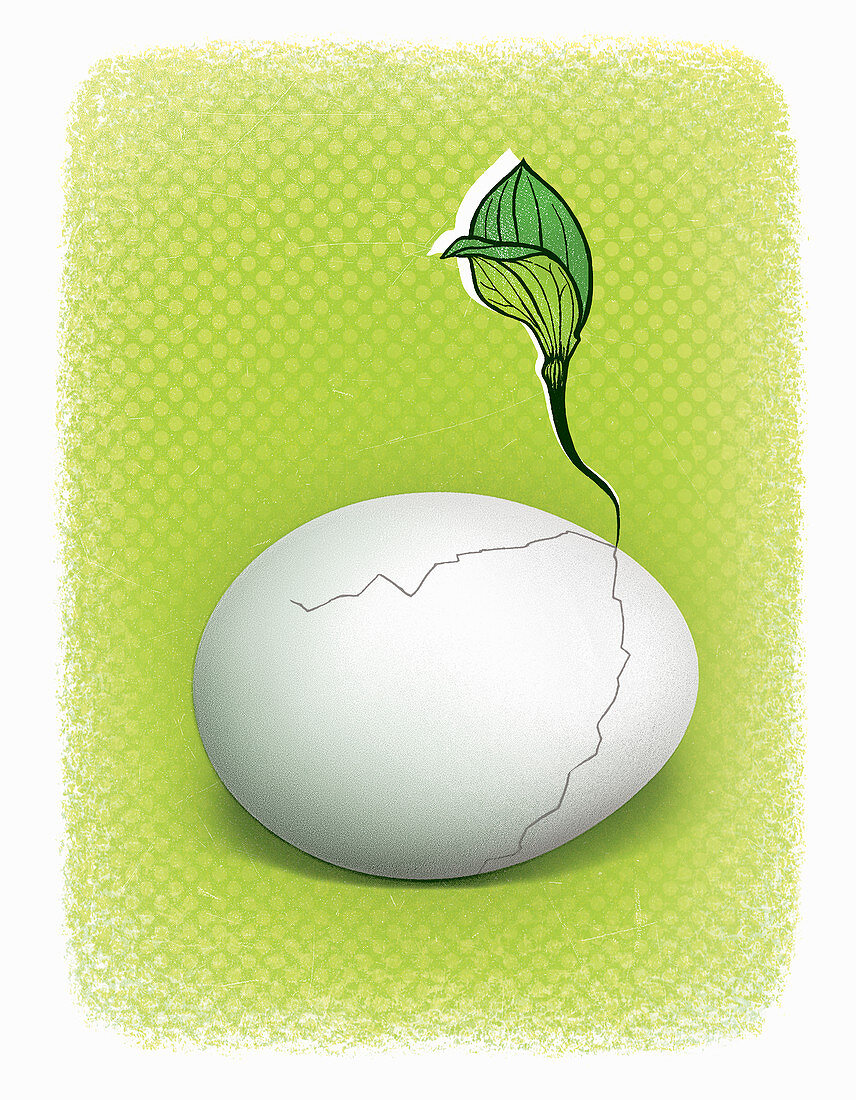 Seedling growing from cracked egg, illustration
