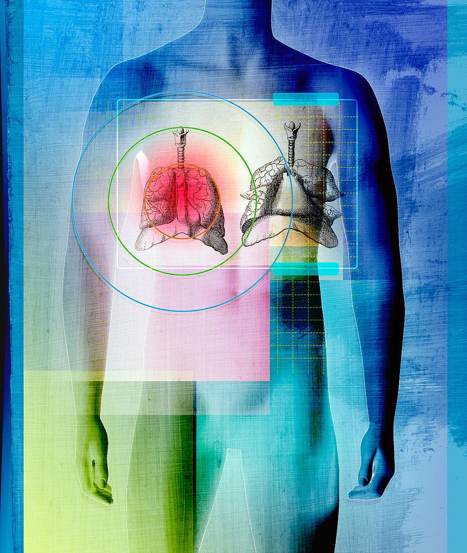 Human body with liver and lungs, illustration