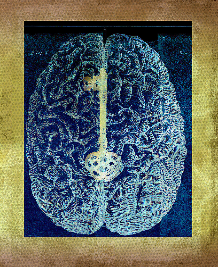 Gold key on diagram on human brain, illustration