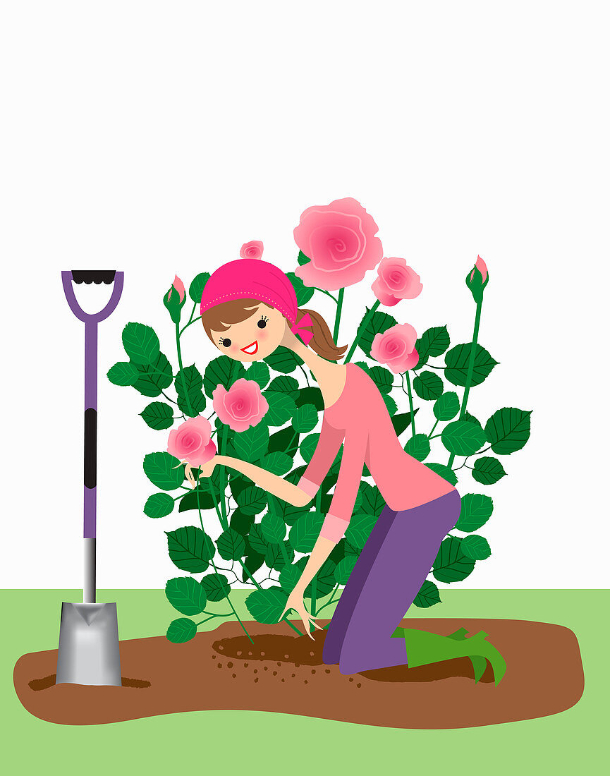 Woman planting rose bush in garden, illustration