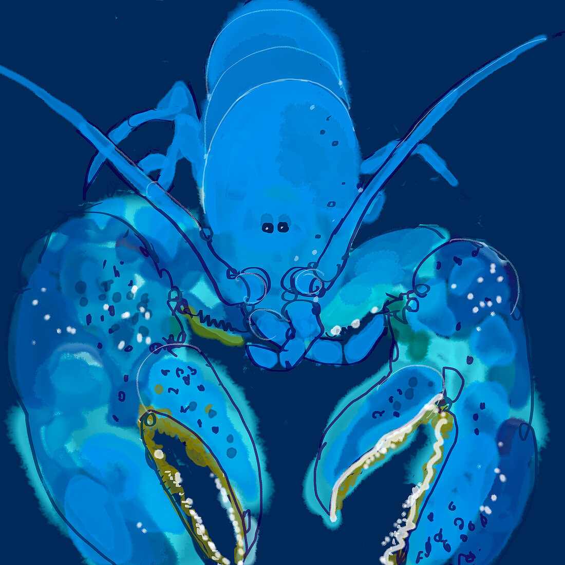 lobster, illustration