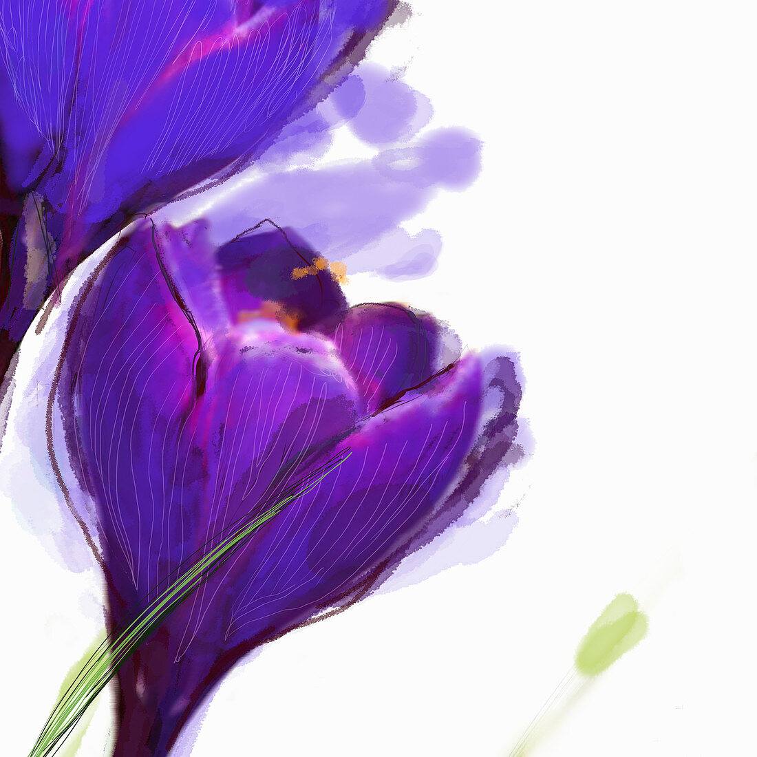 Close up of purple crocus, illustration