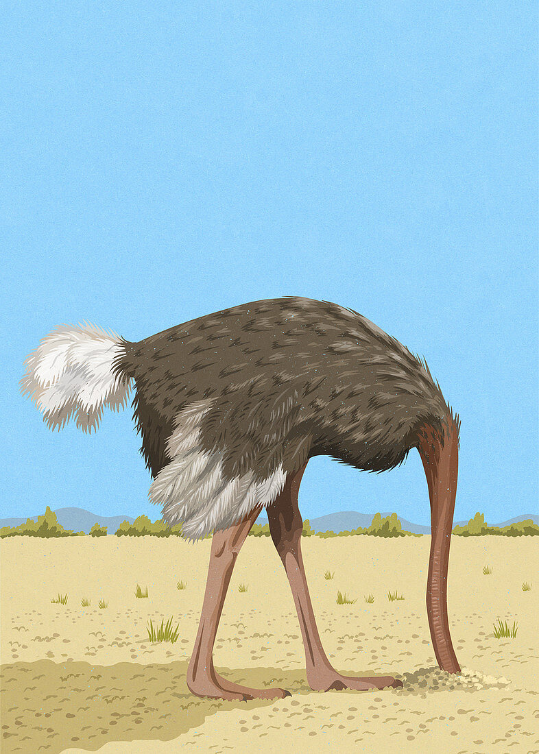 Ostrich with head in the sand, illustration