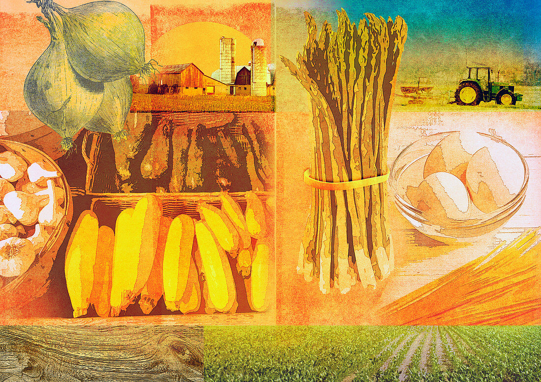Farming and fresh agricultural produce, illustration