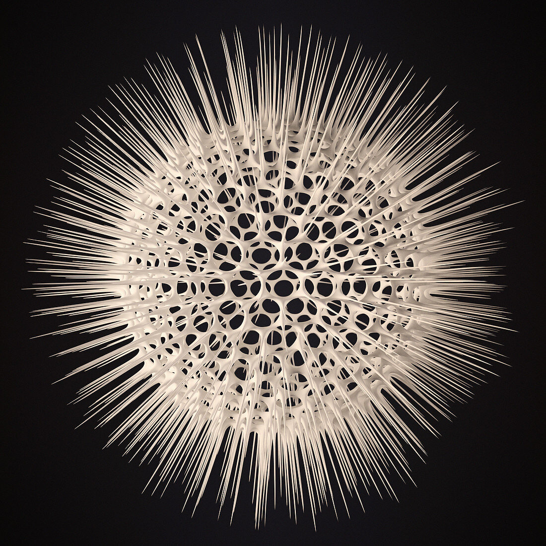 Radiolarian, illustration