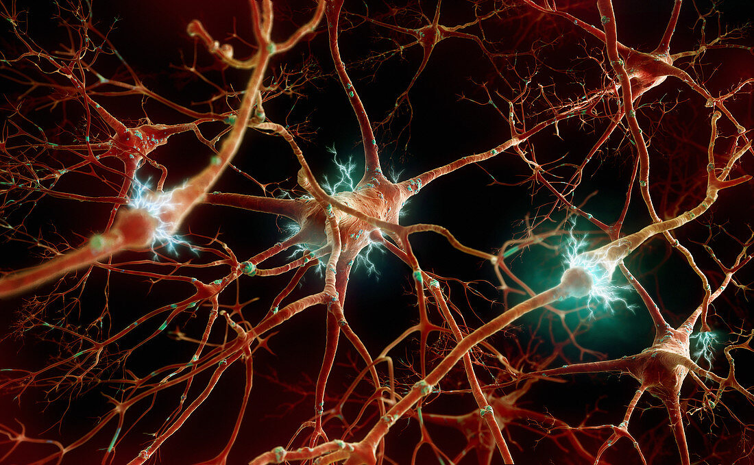 Human nerve cells, illustration