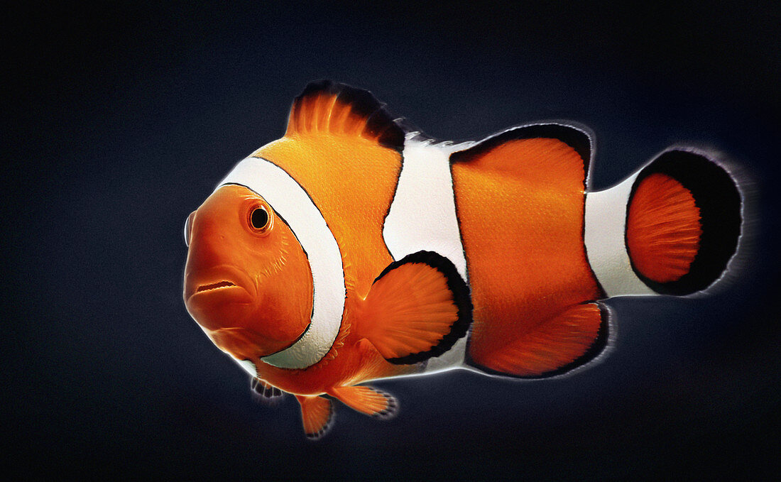 Single clown fish, illustration