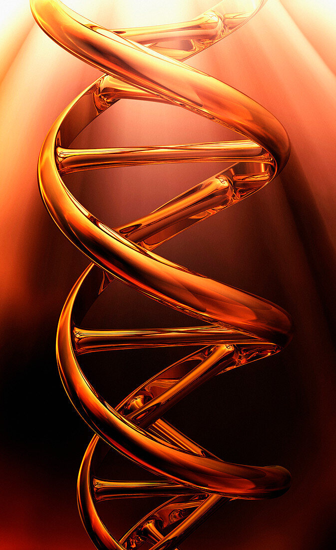 DNA double helix, illustration