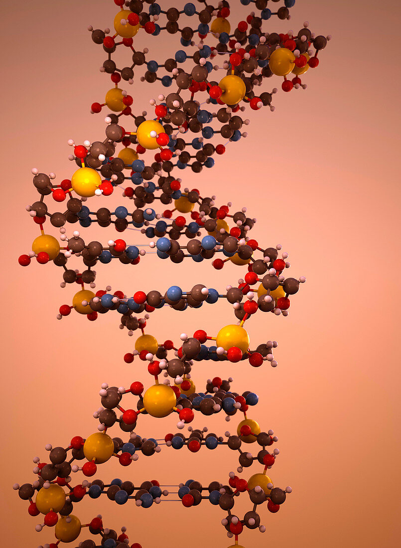 DNA double helix model, illustration