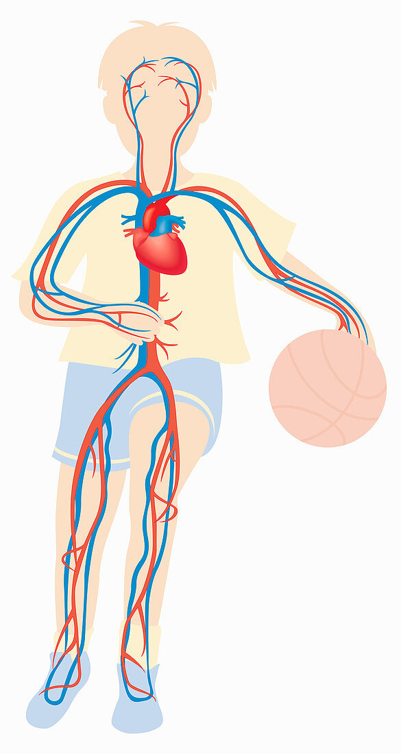 Cardiovascular system of boy playing ball, illustration