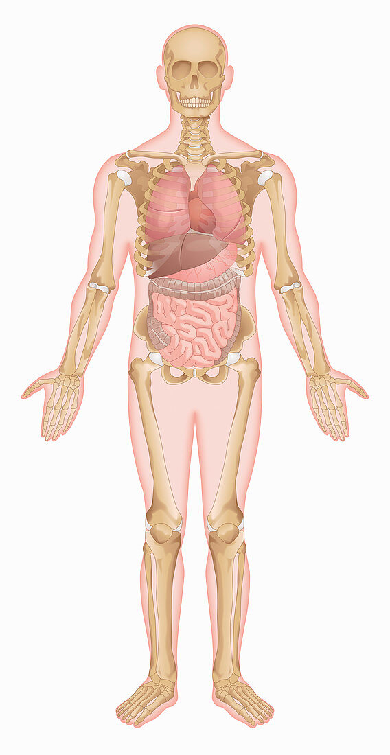 Skeleton and internal organs of man, illustration