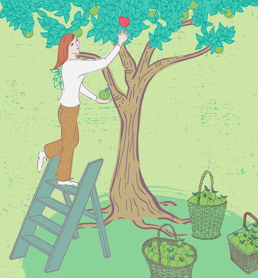Woman picking apples, illustration