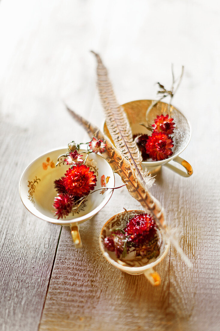 Dried everlasting flowers and pheasant feathers in old teacups