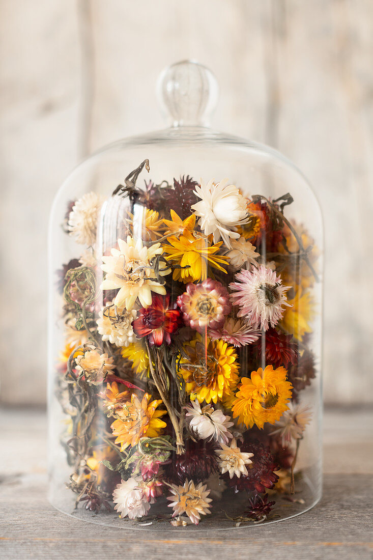 Getrocknete bunte Strohblumen unter einer Glasglocke