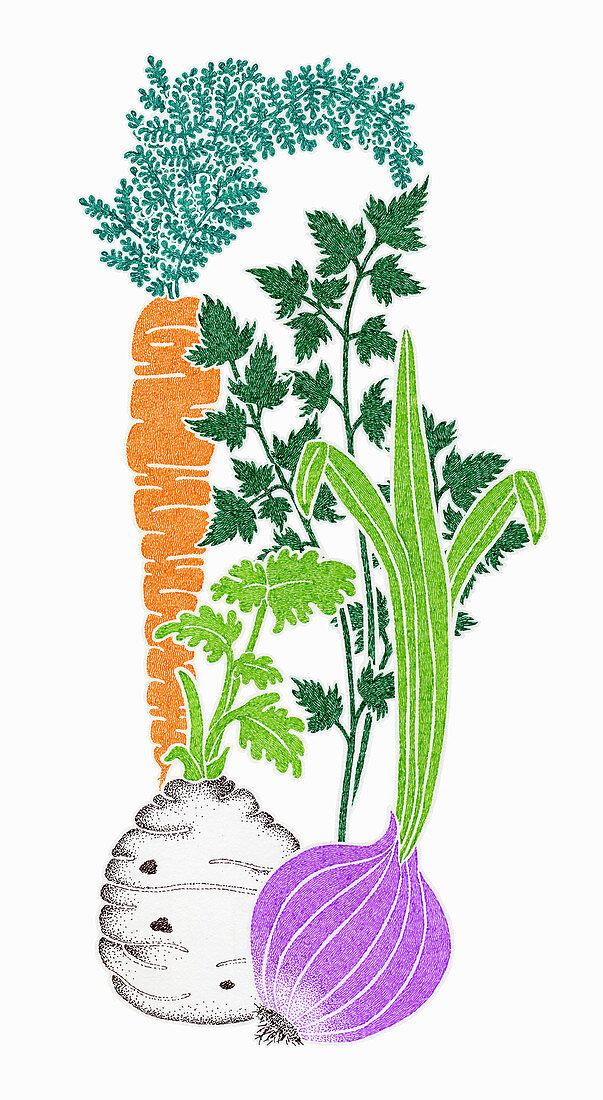 Vegetables, illustration